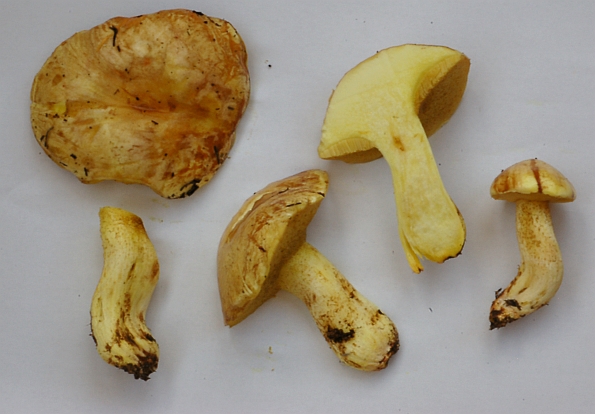 Suillus mediterraneensis f. xanthus , limunac