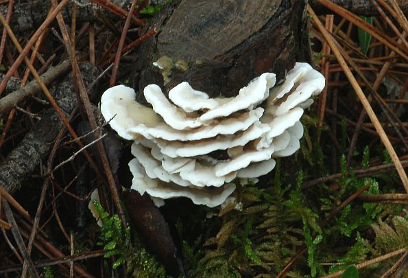 Trametes pubescens, Krembjelkasta raznocijevka