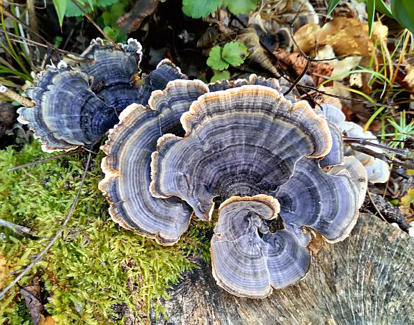 Trametes versicolor, Šarena tvrdokoška