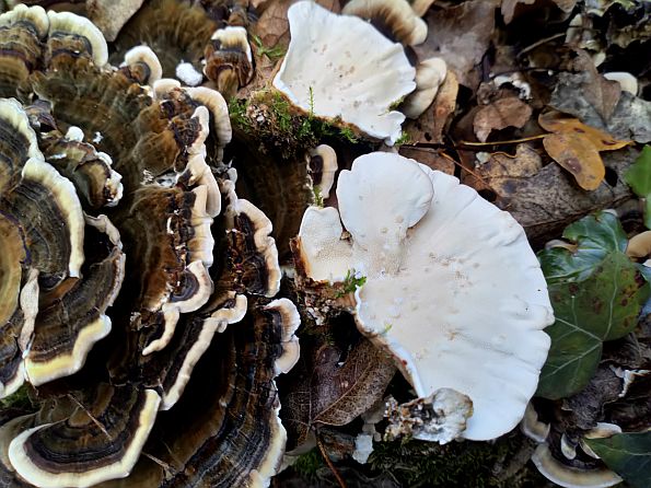 Trametes versicolor, Šarena tvrdokoška