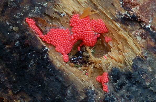 Trichia decipiens, varljiva sluznjača