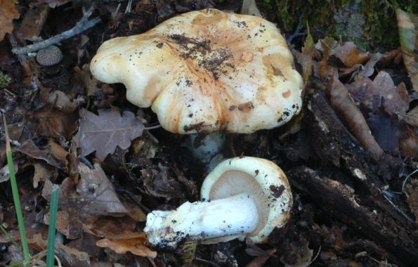 Tricholoma acerbum