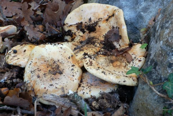 Tricholoma acerbum