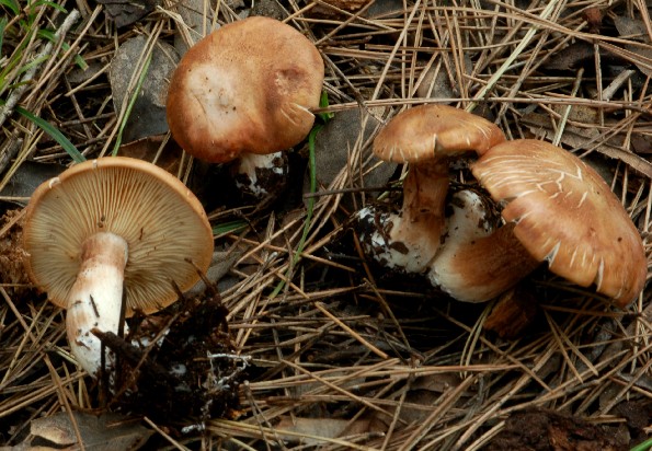 Tricholoma imbricatum