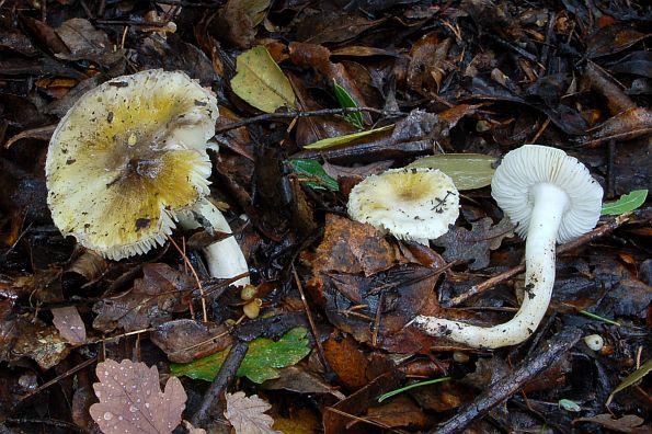 Tricholoma sejunctum, žutozelena vitezovka