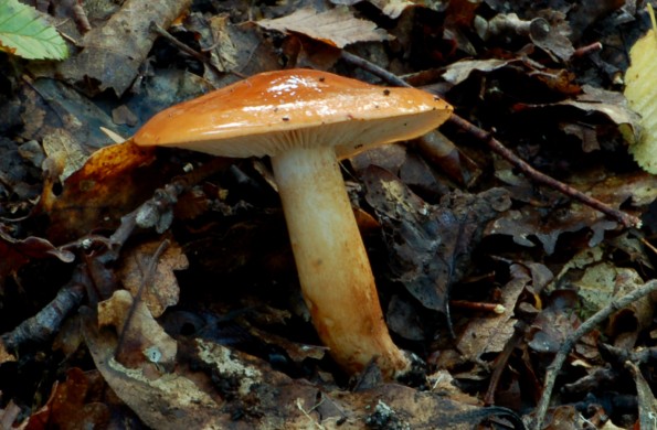 Tricholoma ustaloides var aurantioides